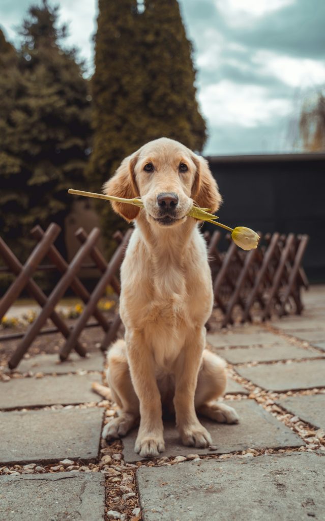Close-up golden dog face looking alert, Unsplash photo