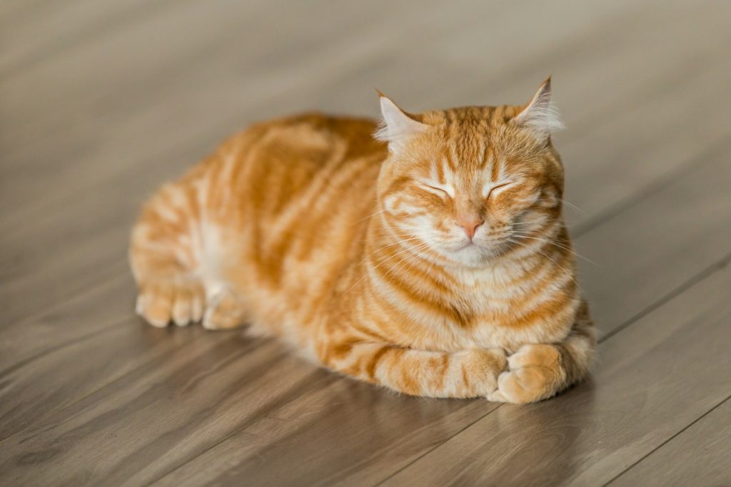 Close-up portrait of a cat with alert eyes for a fictional pet comedy case file