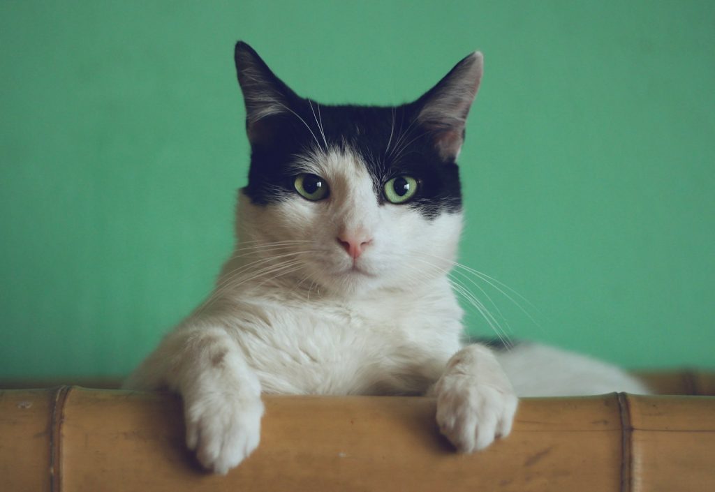 Curious cat watching from a soft indoor spot, Unsplash photo